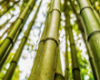 Bamboo1